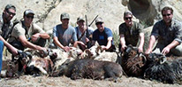 California Wild Pig Hunt Specials
