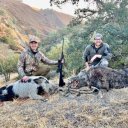 California Guided Wild Pig Hunt